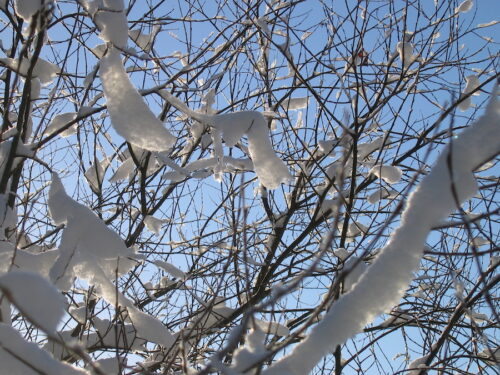 Lunta pajun oksilla sinistä talvitaivasta vasten.