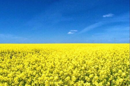Ukrainan lipun väri maisemassa: keltaisena kukkiva pelto alhaalla ja sininen taivas ylhäällä