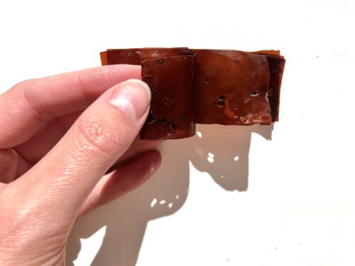 Märkää merileväkirjaa selataan